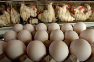 Leggen vleeskuikens thuis eieren en regels voor het houden van vogels?