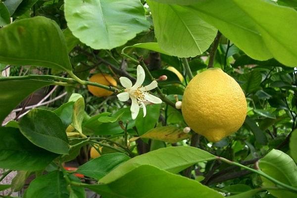 bloeiende citrus