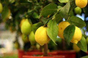 Beschreibung der neuseeländischen Zitronensorte, die zu Hause wächst und gepflegt wird