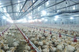 Type of placement and stocking density of broiler chickens for floor keeping at home
