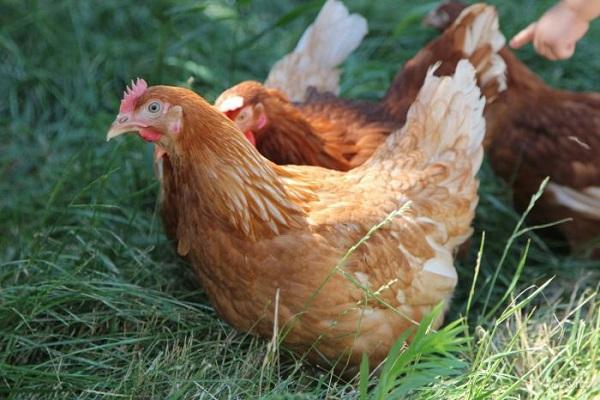 Por qué las gallinas a veces ponen huevos pequeños y cuál es la mejor manera de resolver el problema
