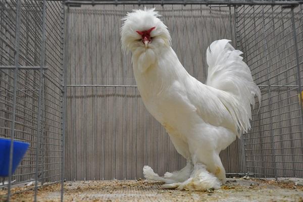 Warum Hühner manchmal kleine Eier legen und wie man das Problem am besten löst