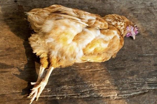 Warum Hühner manchmal kleine Eier legen und wie man das Problem am besten löst