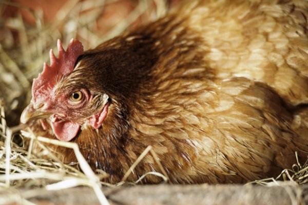 Varför kycklingar ibland lägger små ägg och hur man bäst löser problemet