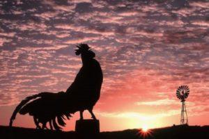 Bakit tumunog ang mga roosters sa umaga at ang mga dahilan ng kakulangan ng pag-uwak