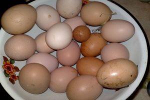 Waarom kippen soms kleine eieren leggen en hoe het probleem het beste kan worden opgelost