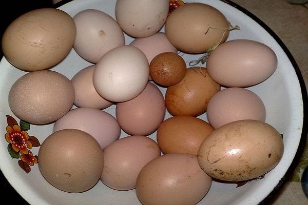 Dėl kokių priežasčių vištos kartais deda mažus kiaušinius ir kaip geriausiai išspręsti problemą
