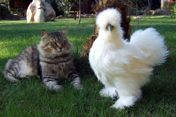 قطة مع دجاج