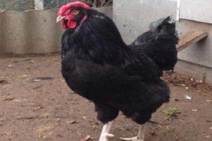 Descrizione della razza di polli barbuta nera russa Galan e le regole di manutenzione