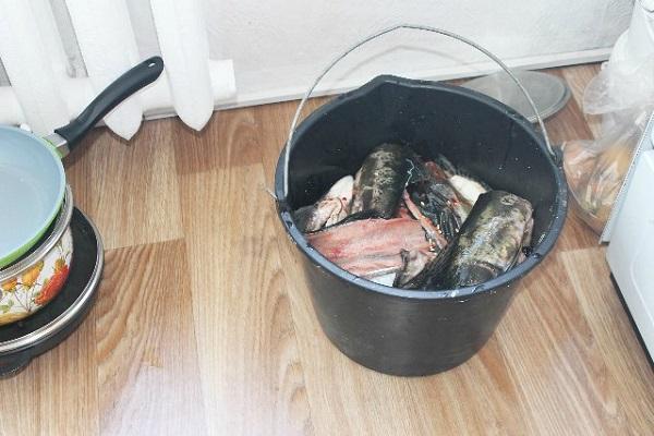 fish in a bucket