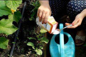 Rules for the use of soda against weeds in the garden and precautions
