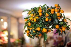Description of Tashkent lemon variety, growing and care at home