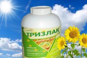 Instructions pour l'utilisation de l'herbicide Trizlak, taux de consommation et analogues