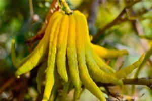 Beschreibung der Zitrone der Buddha Hand Sorte, Pflanzregeln und Pflege zu Hause