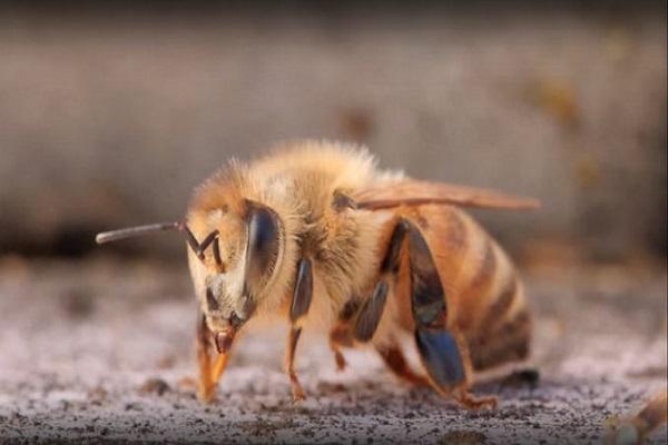 eine Biene lügt