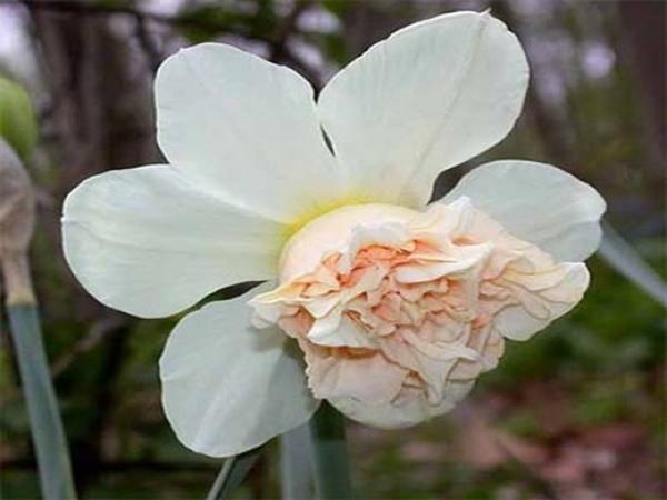 Narcissus Rosie debesis
