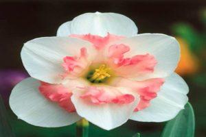Mô tả và những nét tinh tế khi trồng một giống hoa thủy tiên vàng Pink Wonder