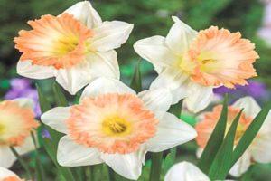 Περιγραφή και τεχνολογία ανάπτυξης μιας ποικιλίας daffodil British Gamble