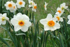 Narcizų veislių Abba aprašymas, sodinimo ir priežiūros taisyklės