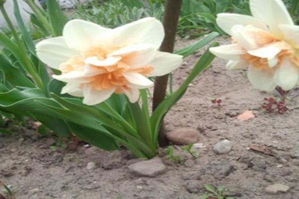 Narcissus Rosie mākonis