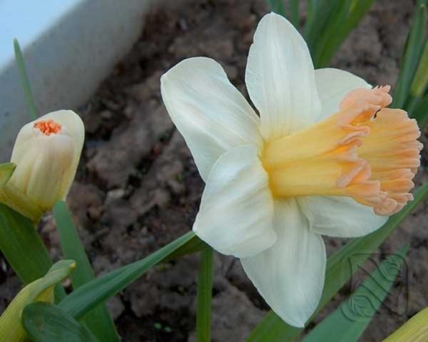 daffodil βρετανικό στοίχημα