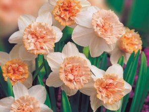 Description and characteristics of Rosie Cloud daffodils, cultivation technology and care