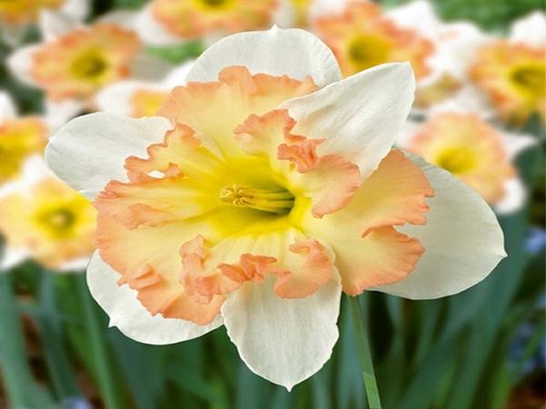Narcizo rožinis stebuklas