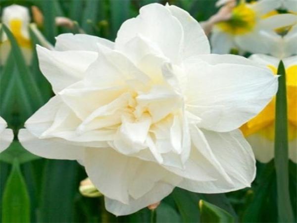 daffodil calgary