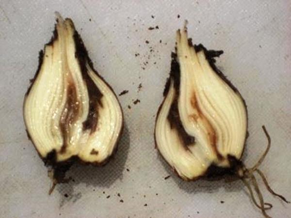 podredumbre de la raíz de calgary narciso