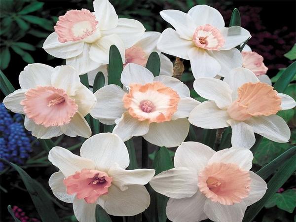 Narcizo rožinis stebuklas
