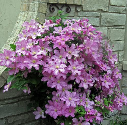 clematis Kaiser on the wall