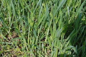 Jak pozbyć się trawy pszenicznej, opis najlepszych herbicydów i środków zwalczania chwastów
