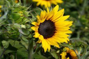 Druhy herbicídov pre slnečnice a najlepšie prípravky s návodom na použitie