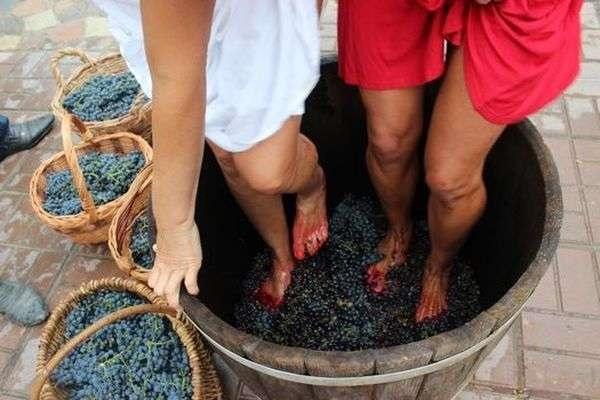 összetörni a szőlőt