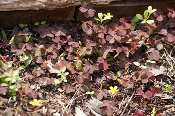 oxalis on the site