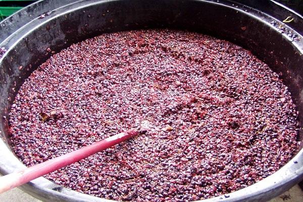 fermentation of wine