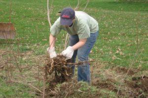 Los mejores métodos sobre cómo arrancar arbustos en el sitio en casa.