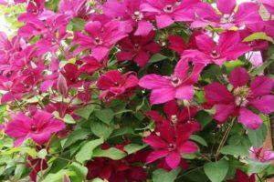 Description and rules for growing clematis varieties Cardinal Vyshinsky