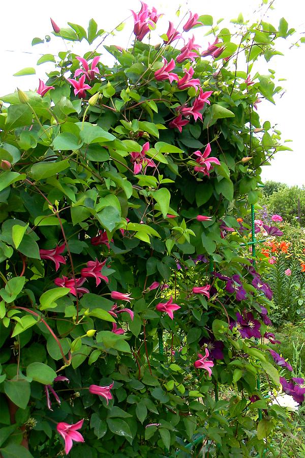 Clematis Princess Diana in the landscape