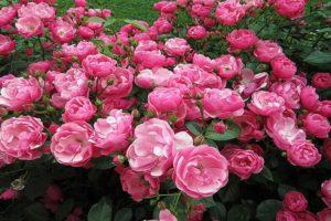 Muskuso rožių savybės ir populiariosios veislės, sodinimo ir priežiūros subtilybės