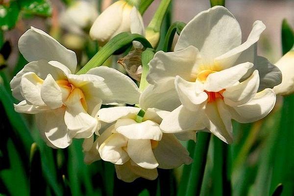 daffodil abba