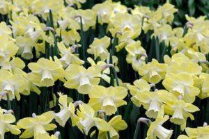 Narcises šķirnes Avalon apraksts, kopšanas noteikumi un audzēšanas iezīmes