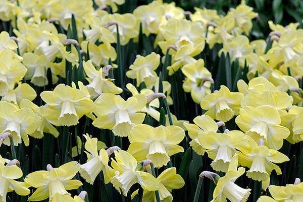 daffodil Avalon
