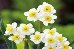 Narcizų veislės „Minnow“ aprašymas ir ypatybės, sodinimo ir priežiūros taisyklės