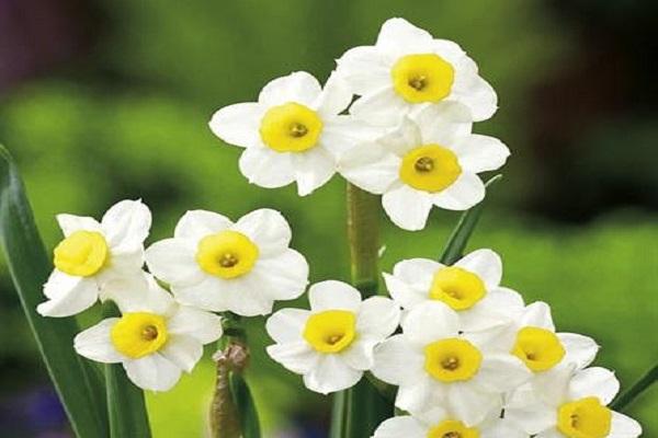 daffodil minnow