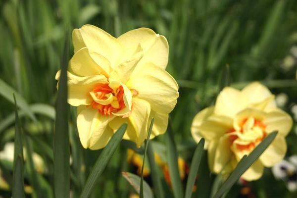 Narcissus Chanterel