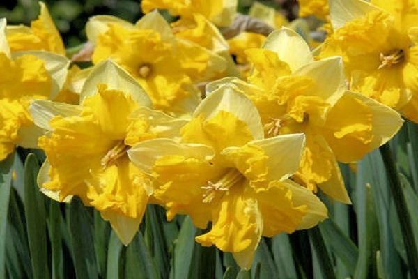 Descripció i característiques de la varietat Narcissus Chanterel, normes de plantació i cura