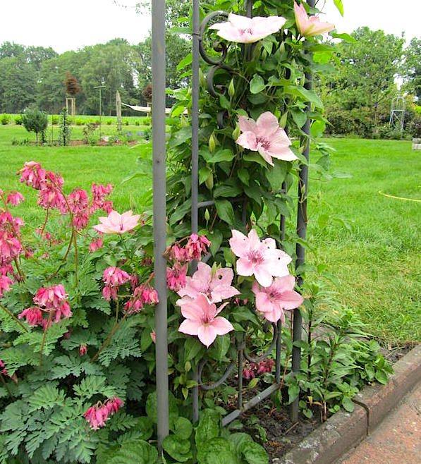 Roze Fantasy Clematis-containers