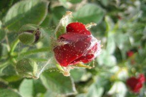 How to deal with chemicals and folk remedies with spider mites on roses