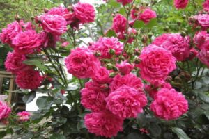 Descripció i subtileses de créixer una rosa escaladora de la varietat Laguna